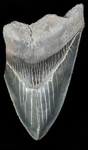 Partial, Serrated Megalodon Tooth - Georgia #56714